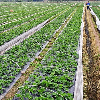 xổ số miền nam ngày thứ năm