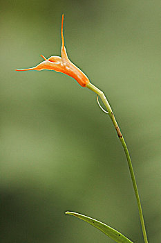 cầu bạch thủ bình định