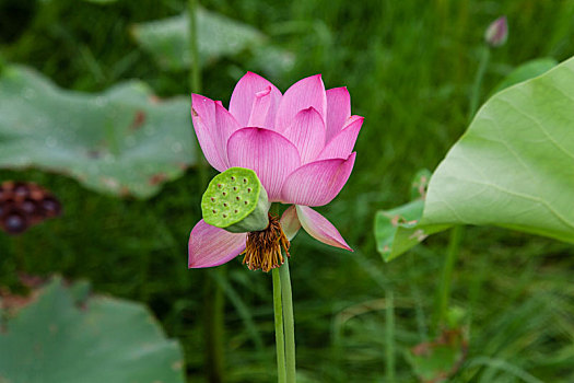 xổ số kiên giang hàng tuần