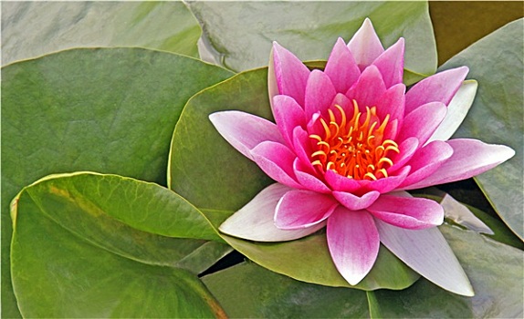 du doan mb rong bach kim
