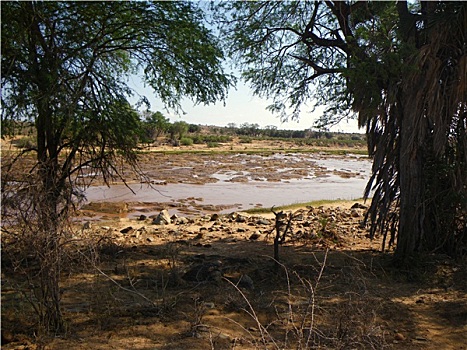 cau bach thu la