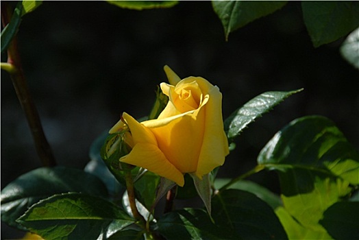 đề ăn 99